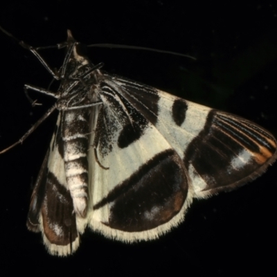 Phrataria bijugata (Bold Phrataria) at Ainslie, ACT - 14 Dec 2023 by jb2602