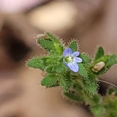 Veronica arvensis (Wall Speedwell) at Sullivans Creek, Lyneham South - 15 Dec 2023 by trevorpreston