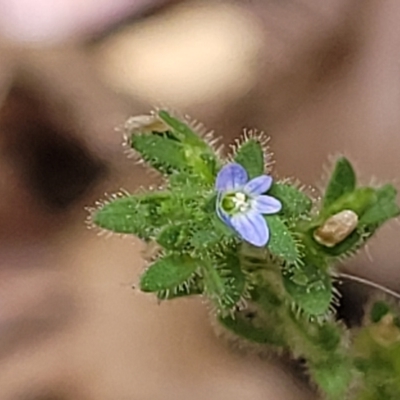 Veronica arvensis (Wall Speedwell) at Sullivans Creek, Lyneham South - 14 Dec 2023 by trevorpreston