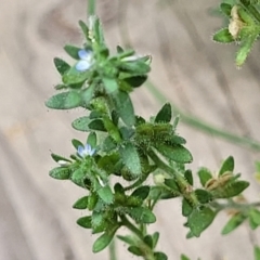 Veronica arvensis at Sullivans Creek, Lyneham South - 15 Dec 2023 10:07 AM