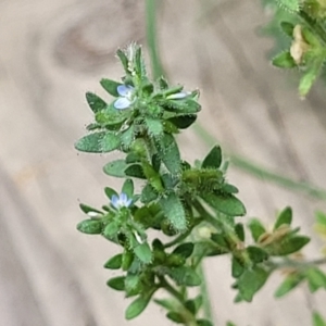 Veronica arvensis at Sullivans Creek, Lyneham South - 15 Dec 2023