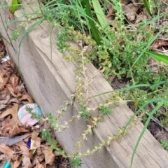 Veronica arvensis at Sullivans Creek, Lyneham South - 15 Dec 2023 10:07 AM