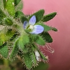 Veronica arvensis at Sullivans Creek, Lyneham South - 15 Dec 2023