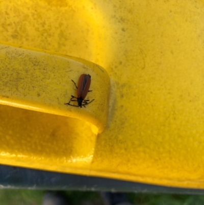 Lycidae (family) (Net-winged beetle) at Lyons, ACT - 15 Dec 2023 by ran452