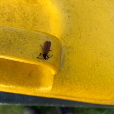 Lycidae sp. (family) (Net-winged beetle) at Lyons, ACT - 15 Dec 2023 by ran452