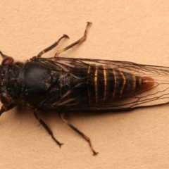 Popplepsalta notialis incitata (Inland Sprinkler Squeaker) at Ainslie, ACT - 14 Dec 2023 by jb2602