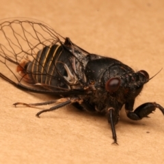 Popplepsalta notialis incitata at Ainslie, ACT - 15 Dec 2023