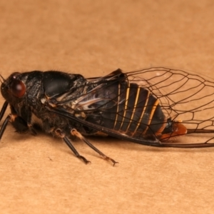 Popplepsalta notialis incitata at Ainslie, ACT - 15 Dec 2023