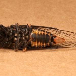 Popplepsalta notialis incitata at Ainslie, ACT - 15 Dec 2023