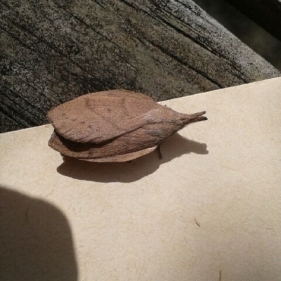 Pararguda nasuta (Wattle Snout Moth) at Kambah, ACT - 15 Dec 2023 by intouch