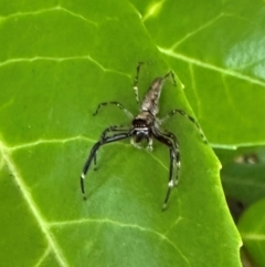 Helpis minitabunda (Threatening jumping spider) at Corroboree Park - 12 Dec 2023 by Pirom