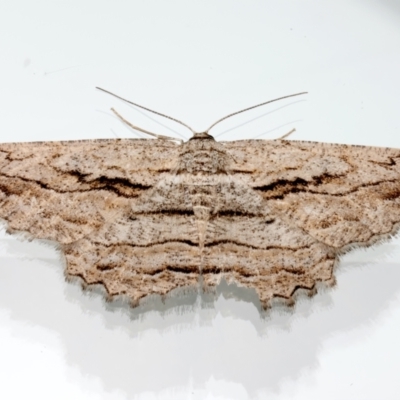 Scioglyptis loxographa (Light Grey Bark Moth) at Ainslie, ACT - 14 Dec 2023 by jb2602