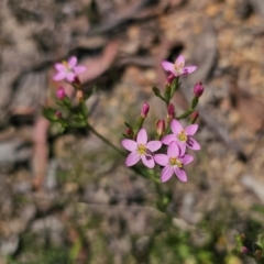 Centaurium erythraea (Common Centaury) at Captains Flat, NSW - 15 Dec 2023 by Csteele4