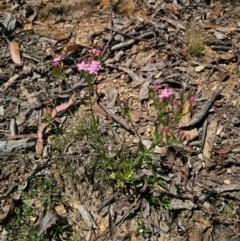 Centaurium erythraea at QPRC LGA - 15 Dec 2023 11:08 AM