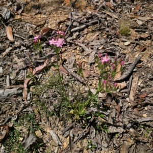 Centaurium erythraea at QPRC LGA - 15 Dec 2023 11:08 AM