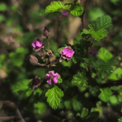 Rubus parvifolius (Native Raspberry) at QPRC LGA - 15 Dec 2023 by Csteele4