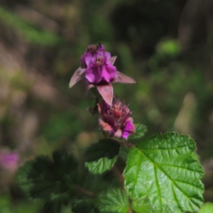 Rubus parvifolius at QPRC LGA - 15 Dec 2023