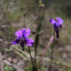Viola betonicifolia subsp. betonicifolia (Arrow-Leaved Violet) at Captains Flat, NSW - 15 Dec 2023 by Csteele4