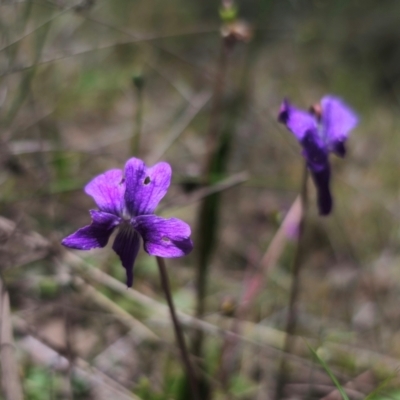 Viola betonicifolia subsp. betonicifolia (Arrow-Leaved Violet) at Captains Flat, NSW - 15 Dec 2023 by Csteele4