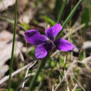 Viola betonicifolia subsp. betonicifolia at QPRC LGA - 15 Dec 2023 11:22 AM