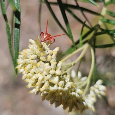 Arkys walckenaeri (Triangle spider) at Captains Flat, NSW - 15 Dec 2023 by Csteele4