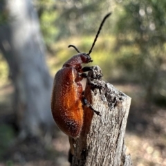 Lagriini sp. (tribe) (Unidentified lagriine darkling beetle) at Mount Ainslie - 14 Dec 2023 by Pirom