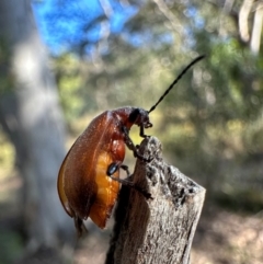 Lagriini sp. (tribe) at Mount Ainslie - 14 Dec 2023 06:39 PM