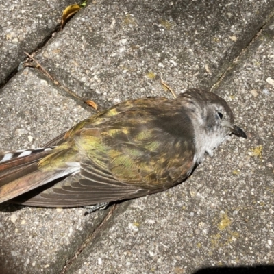 Chrysococcyx lucidus (Shining Bronze-Cuckoo) at Campbell, ACT - 15 Dec 2023 by SilkeSma