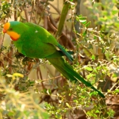 Polytelis swainsonii (Superb Parrot) at Lake Ginninderra - 15 Dec 2023 by Thurstan