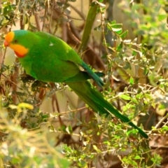 Polytelis swainsonii (Superb Parrot) at Lake Ginninderra - 14 Dec 2023 by Thurstan