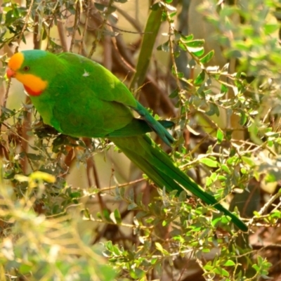 Polytelis swainsonii (Superb Parrot) at Lake Ginninderra - 14 Dec 2023 by Thurstan