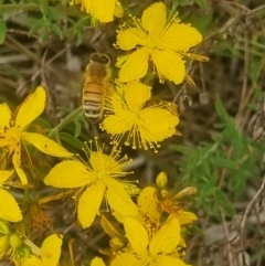 Apis mellifera (European honey bee) at Crace Grassland (CR_2) - 7 Dec 2023 by MiaThurgate