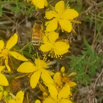 Apis mellifera (European honey bee) at Crace Grasslands - 6 Dec 2023 by MiaThurgate