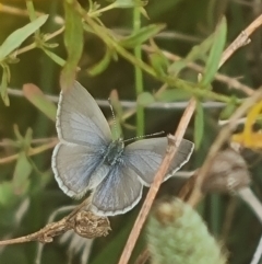 Zizina otis (Common Grass-Blue) at Crace Grassland (CR_2) - 7 Dec 2023 by MiaThurgate