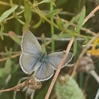 Zizina otis (Common Grass-Blue) at Crace Grassland (CR_2) - 6 Dec 2023 by MiaThurgate