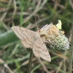 Scopula rubraria (Reddish Wave, Plantain Moth) at Crace Grassland (CR_2) - 7 Dec 2023 by MiaThurgate