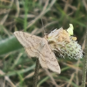 Scopula rubraria at Crace Grassland (CR_2) - 7 Dec 2023 08:55 AM