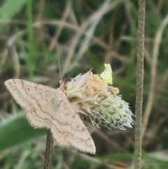 Scopula rubraria at Crace Grassland (CR_2) - 7 Dec 2023 08:55 AM