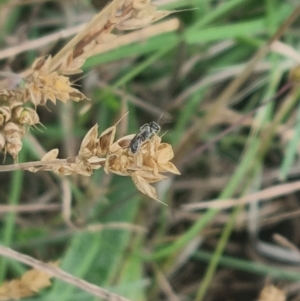 Lasioglossum (Chilalictus) sp. (genus & subgenus) at Crace Grassland (CR_2) - 7 Dec 2023