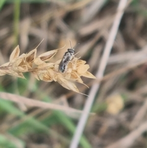 Lasioglossum (Chilalictus) sp. (genus & subgenus) at Crace Grassland (CR_2) - 7 Dec 2023