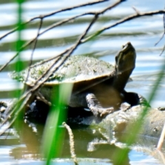 Emydura macquarii (Macquarie Turtle) at Belconnen, ACT - 14 Dec 2023 by Thurstan