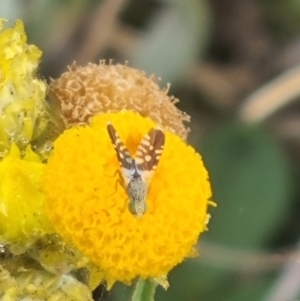 Spathulina acroleuca at Crace Grassland (CR_2) - 7 Dec 2023