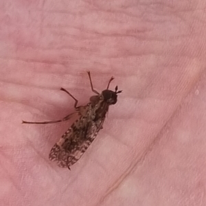 Cardiacera sp. (genus) at Crace Grassland (CR_2) - 7 Dec 2023