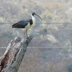 Threskiornis spinicollis (Straw-necked Ibis) at Symonston, ACT - 14 Dec 2023 by CallumBraeRuralProperty