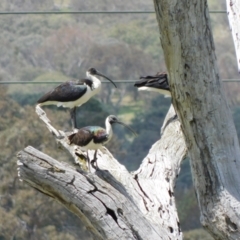 Threskiornis spinicollis at Symonston, ACT - 14 Dec 2023