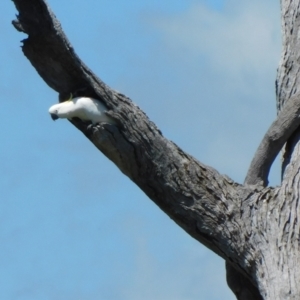 Cacatua galerita at Symonston, ACT - 15 Dec 2023 11:32 AM