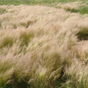 Austrostipa scabra at Symonston, ACT - 29 Oct 2021