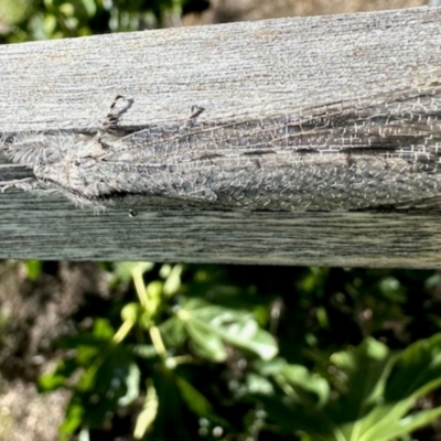 Myrmeleontidae (family) (Unidentified Antlion Lacewing) at GG182 - 15 Dec 2023 by KMcCue