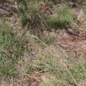 Cymbopogon refractus at Lyons, ACT - 14 Dec 2023