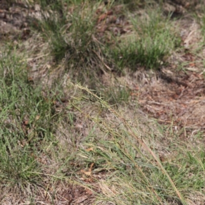 Cymbopogon refractus (Barbed-wire Grass) at Lyons, ACT - 14 Dec 2023 by ran452